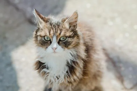 The cat sits in the yard 写真素材