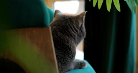 Cat sitting alert beside window drapes, ear forward at subtle indoor sound Stock Footage 311750495
