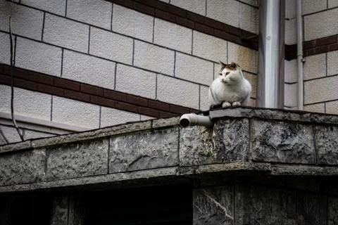 Cat sitting alone next to the mosque. Resting cat with decorative backround. 스톡 사진