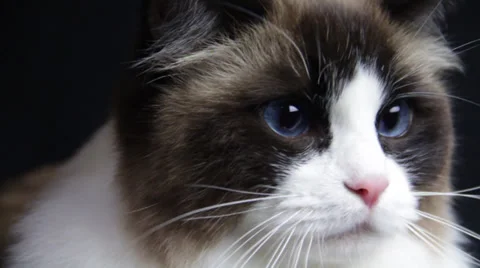 A cat sitting alone in one place watches something keenly Stock Footage 35520596