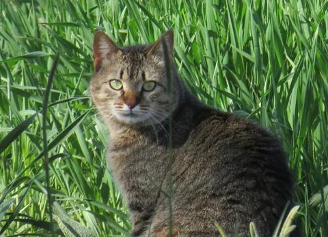 A cat is sitting among the grass 스톡 사진