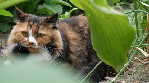Cat sitting among leaves Stock Footage 94480210