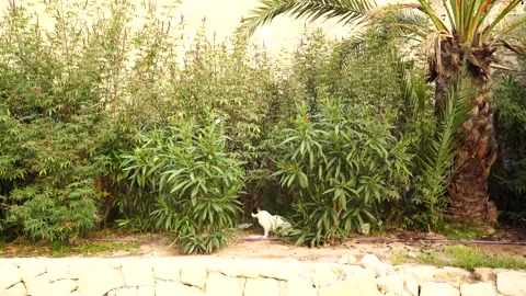 Cat Sitting Among Palm Trees in Alicante, Spain, Looking at Camera Stock Footage 308036674