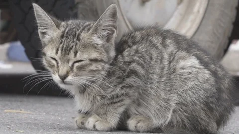 Cat sitting and fall a sleep in Morocco from Coast, Pan Right Stock Footage 118034796