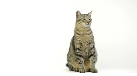 Cat sitting and looking around Stock Footage 24821500