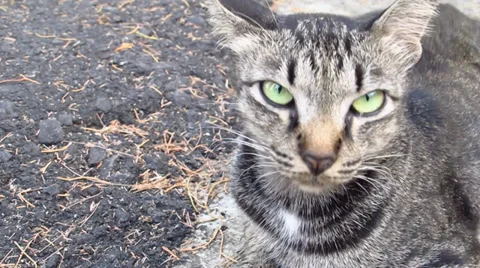 Cat sitting and looking around Stock Footage 34386452