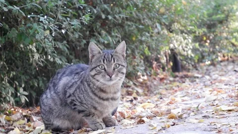 Cat sitting and looking around then sticking out tongue. Video stock 220448340