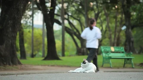 Cat Sitting and Scratching Among People Running and Jogging for Exercise in Park Stock Footage 153576969