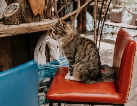 Cat sitting at the bar Stock Photos