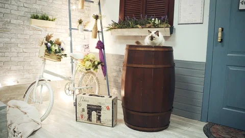 Cat sitting on a barrel Stock Footage 129385726