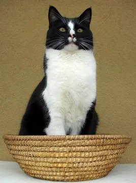 Cat sitting in a basket Stock-Fotos