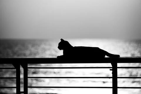 A cat is sitting on the beach Stock Photos