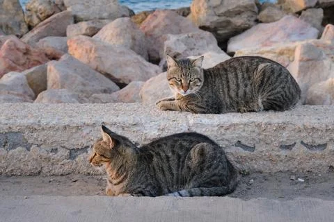 A cat is sitting on the beach Stock Photos