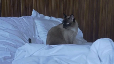 Cat sitting on a bed Stock Footage 73019145