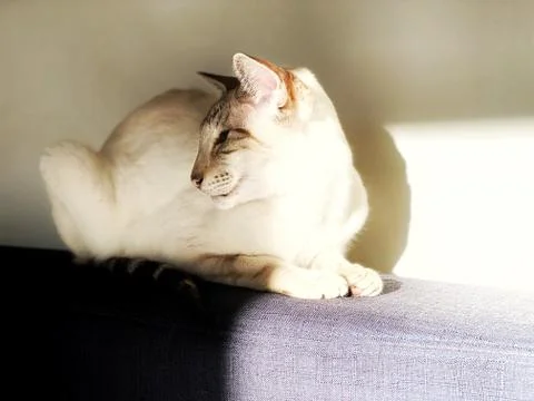 Cat sitting on the bed Stock Photos