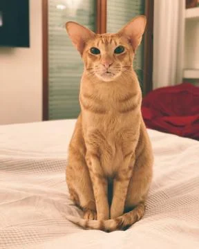 Cat is sitting on the bed 写真素材