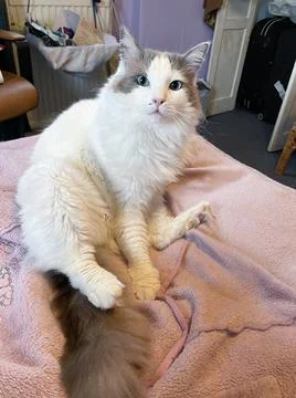 Cat sitting on the bed Foto stock