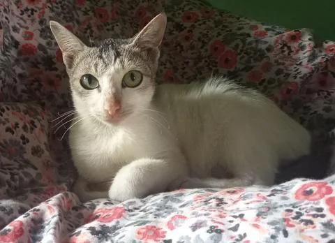 The cat is sitting on the bed sheet. Stock Photos