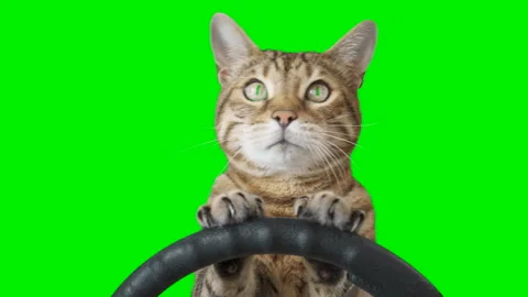 Cat sitting behind a steering wheel facing forward on green screen chroma key Stock Footage 254364721