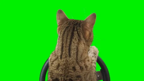 Cat sitting behind a steering wheel facing backward on green screen chroma key Stock Footage 254366321