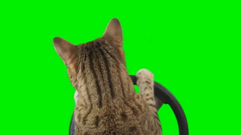 Cat sitting behind a steering wheel facing backward on green screen chroma key Stock Footage 254366905