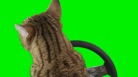 Cat sitting behind a steering wheel facing backward on green screen chroma key Stock Footage 254367088