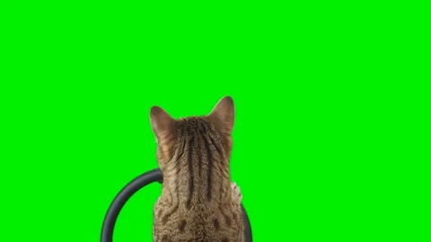 Cat sitting behind a steering wheel facing backward on green screen chroma key Stock Footage 254367170