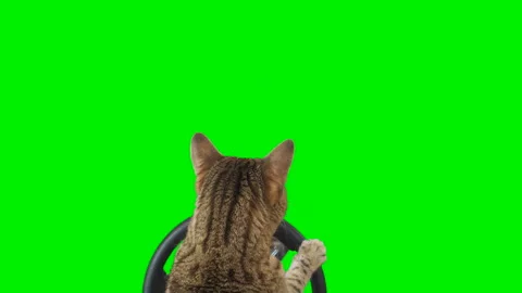 Cat sitting behind a steering wheel facing backward on green screen chroma key Stock Footage 254367277