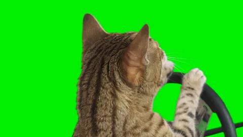 Cat sitting behind a steering wheel facing backward on green screen chroma key Stock Footage 254367438