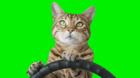 Cat sitting behind a steering wheel facing forward on green screen chroma key Stock Footage 254367557