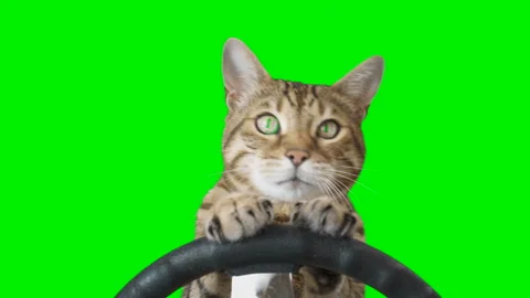 Cat sitting behind a steering wheel facing forward on green screen chroma key Stock Footage 254367693