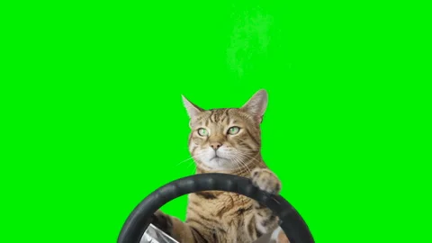 Cat sitting behind a steering wheel facing forward on green screen chroma key Stock Footage 254368149