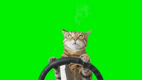 Cat sitting behind a steering wheel facing forward on green screen chroma key Stock Footage 254368287