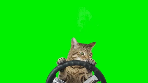 Cat sitting behind a steering wheel facing forward on green screen chroma key Stock Footage 254368381