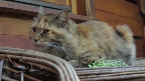 Cat sitting on a bench 動画素材 77103006