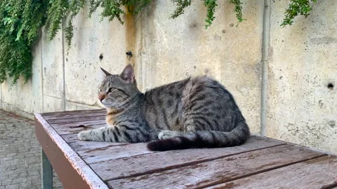 A cat sitting on the bench Stock Footage 171769600