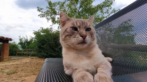 Cat sitting on a bench looking around Video stock 138055149