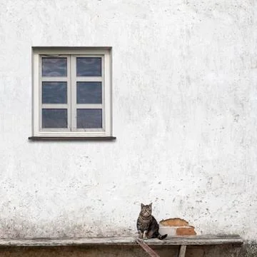 Cat sitting on the bench Stock Photos