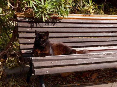 CAT SITTING ON A BENCH Foto stock