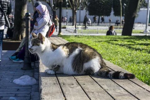 Cat sitting on bench Stock Photos