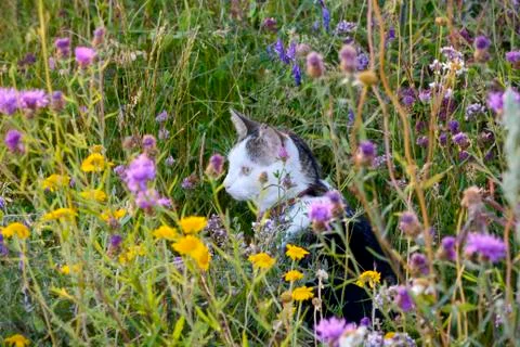 Cat is sitting between the grass. Cat on a voyage of discovery in a flower me Stock Photos
