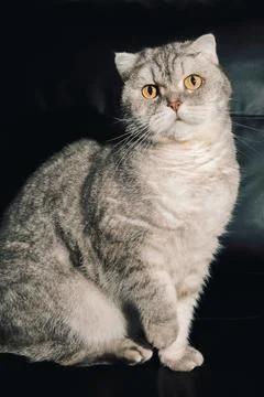 Cat sitting on a black couch looking at the camera during the daytime. The ca Stock Photos