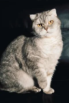 Cat sitting on a black couch looking at the camera during the daytime. The ca Stock Photos