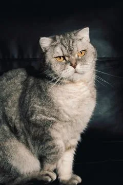 Cat sitting on a black couch looking at the camera during the daytime. The ca Stock Photos