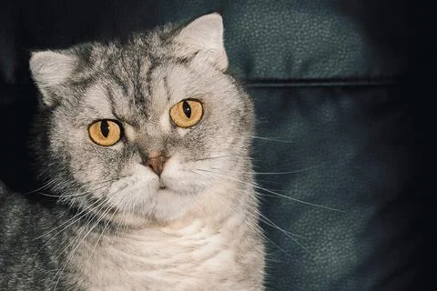 Cat sitting on a black couch looking at the camera during the daytime. The ca Stock-Fotos