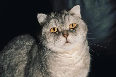 Cat sitting on a black couch looking at the camera during the daytime. The ca Stock Photos