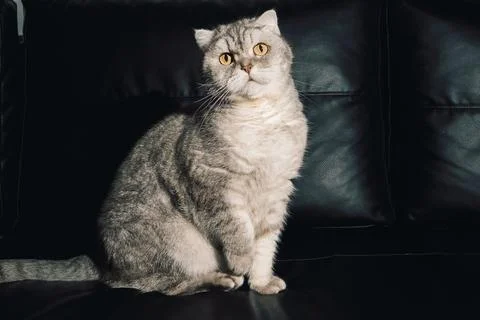 Cat sitting on a black couch looking at the camera during the daytime. The ca Foto stock