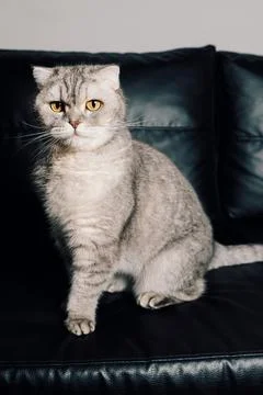 Cat sitting on a black couch looking at the camera during the daytime. The ca Stock Photos
