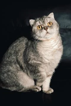 Cat sitting on a black couch looking at the camera during the daytime. The ca Stock Photos