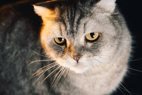 Cat sitting on a black couch looking at the camera during the daytime. The ca Stock Photos